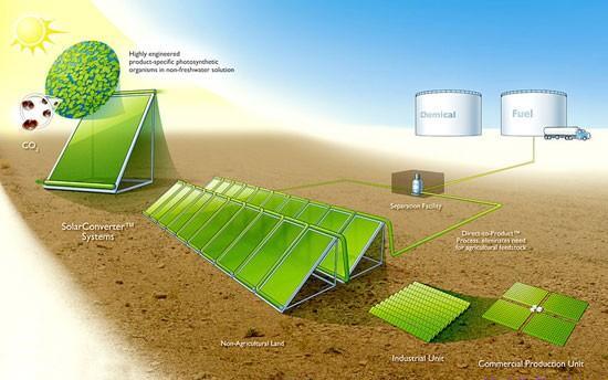 биодизель из водорослей biodisel