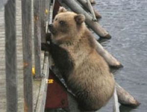 Южно-Камчатский заказник